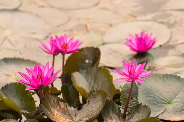 Pink color fresh lotus blossom — Stock Photo, Image