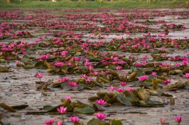 pembe renkli taze çiçek nilüferim