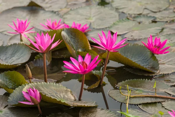 Pink color fresh lotus blossom — Stock Photo, Image