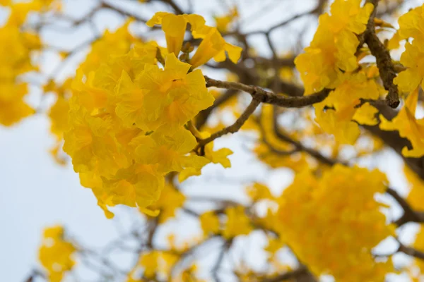 Árbol trompeta de plata — Foto de Stock