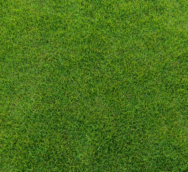 Pola Rumput Hijau Dari Lapangan Golf Di Sunset Tim — Stok Foto