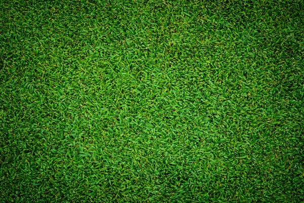 Fondo y textura de patrón de hierba verde hermosa — Foto de Stock