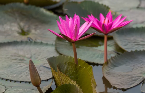 粉红色的颜色新鲜莲藕鲜花盛开 — 图库照片