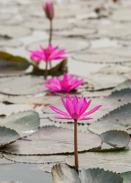 Color rosa flor de loto fresca — Foto de Stock