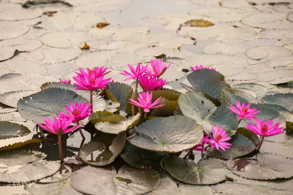 Pink color fresh lotus blossom — Stock Photo, Image