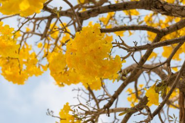 Gümüş trompet ağaç