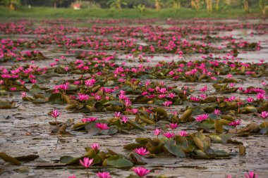 pembe renkli taze çiçek nilüferim