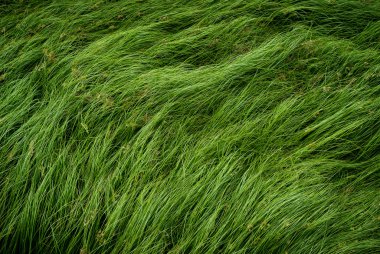 Somun çim, mor nutsedge, Nutsedge, Cocograss