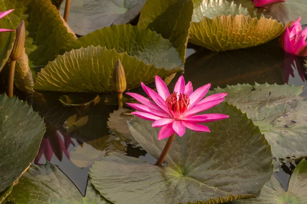 Rosa Farbe frische Lotusblüte — Stockfoto
