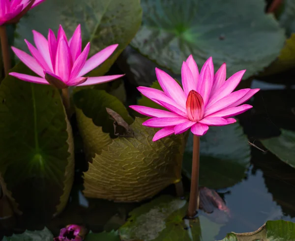 ピンク色の新鮮な蓮の花の花 — ストック写真