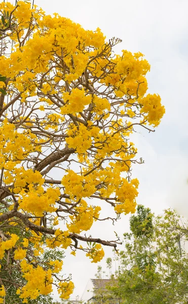 Árbol trompeta de plata — Foto de Stock