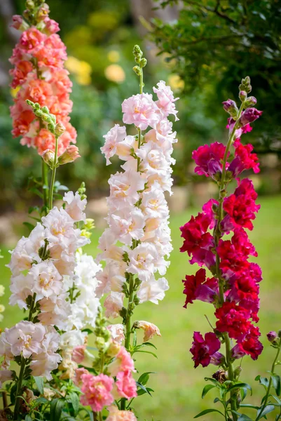 Schnappdrachenblume blüht im Garten — Stockfoto
