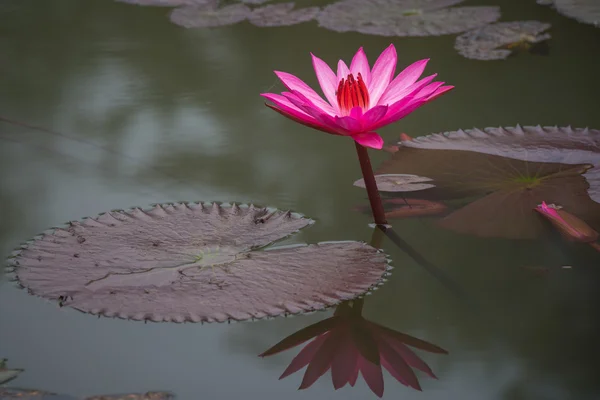 Color rosa flor de loto fresco flor — Foto de Stock