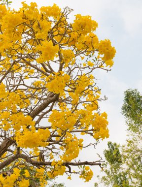 Gümüş trompet ağaç