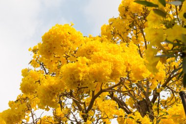 Gümüş trompet ağaç