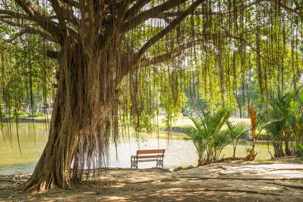 Grande albero di Banyan — Foto Stock