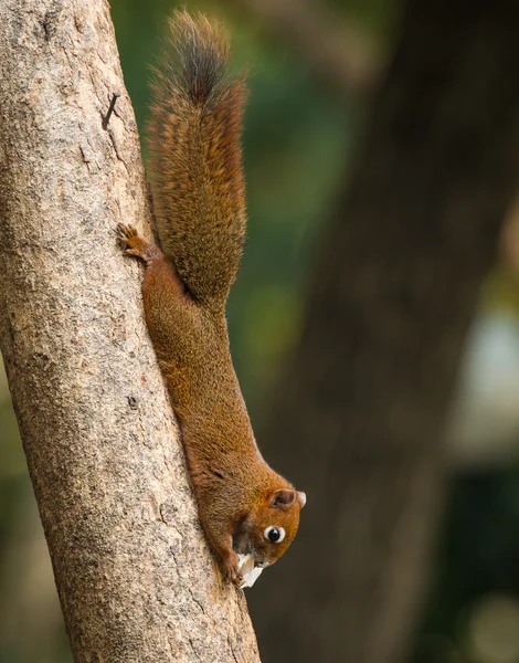Eekhoorn of kleine gong, kleine zoogdieren op boom — Stockfoto