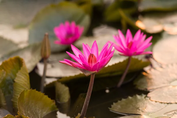 Růžová barva čerstvý Lotosový květ — Stock fotografie