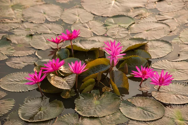 Pink color fresh lotus blossom — Stock Photo, Image