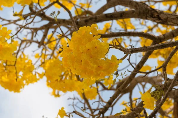 Trombeta de prata árvore — Fotografia de Stock