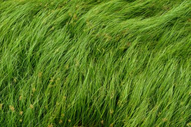 Somun çim, mor nutsedge, Nutsedge, Cocograss