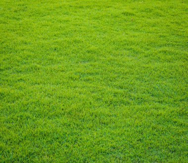  golf sahasında günbatımı tim yeşil çim desen