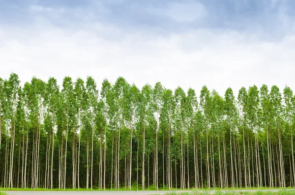 Bosque de eucalipto en Tailandia — Foto de Stock