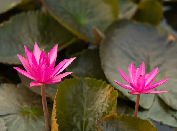 Pink color fresh lotus blossom — Stock Photo, Image