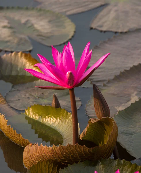 ピンク色の新鮮な蓮の花の花 — ストック写真