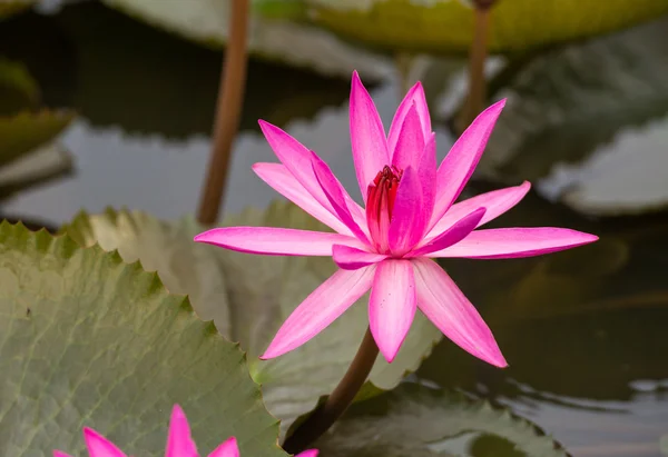 Άνθος λουλούδι λωτού φρέσκα ροζ χρώμα — Φωτογραφία Αρχείου
