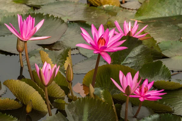 ピンク色の新鮮な蓮の花の花 — ストック写真