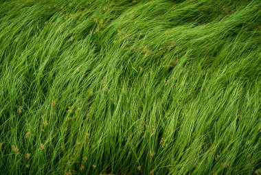 Somun çim, mor nutsedge, Nutsedge, Cocograss