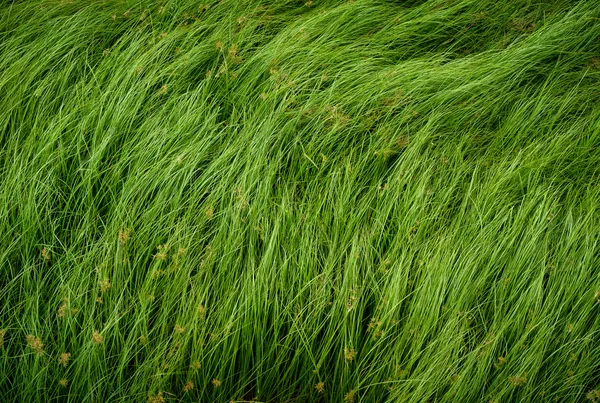 Moer gras, paarse Knolcyperus, Knolcyperus, Cocograss — Stockfoto