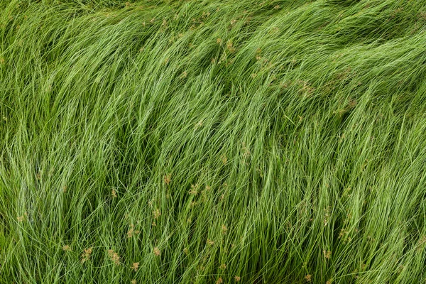 Somun çim, mor nutsedge, Nutsedge, Cocograss — Stok fotoğraf