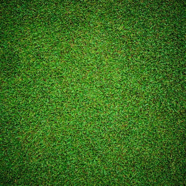 Фон и текстура красивой зеленой травы — стоковое фото