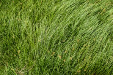 Somun çim, mor nutsedge, Nutsedge, Cocograss
