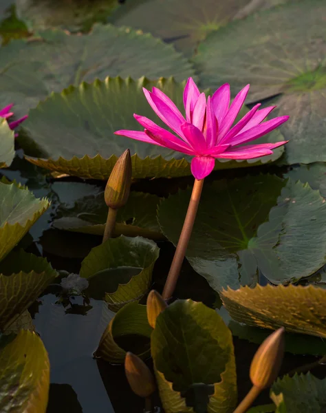 ピンク色の新鮮な蓮の花の花 — ストック写真