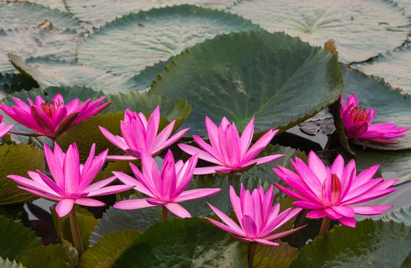 ピンク色の新鮮な蓮の花の花 — ストック写真