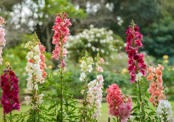 对齐龙朵鲜花，盛开在花园里 — 图库照片