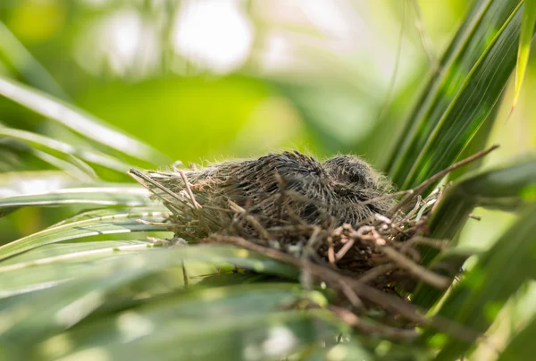 Голубий птах сидить у гнізді на пальмовому дереві — стокове фото