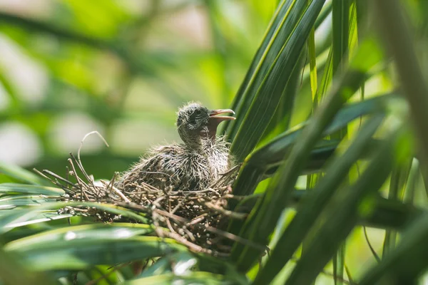 Dove bird sitting in the nest on a palm tree — Stock Photo, Image