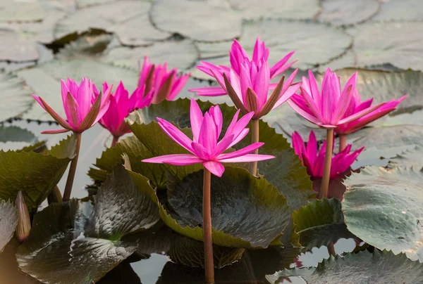 ピンク色の新鮮な蓮の花 — ストック写真