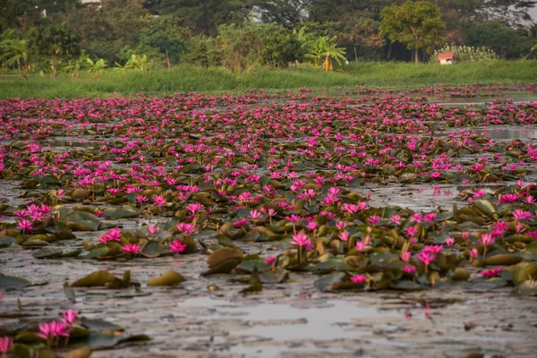 pembe renkli taze çiçek nilüferim