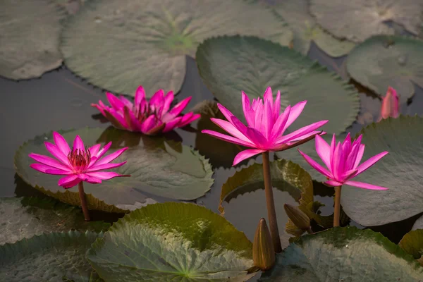 Pink color fresh lotus flower blossom — Stock Photo, Image