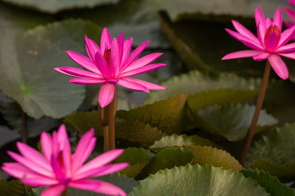 Pink color fresh lotus flower blossom — Stock Photo, Image