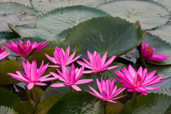 ピンク色の新鮮な蓮の花の花 — ストック写真