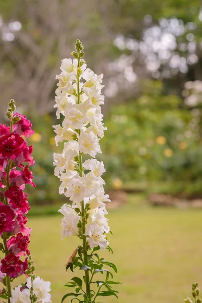 Snap dragon blomma blommar i trädgården — Stockfoto