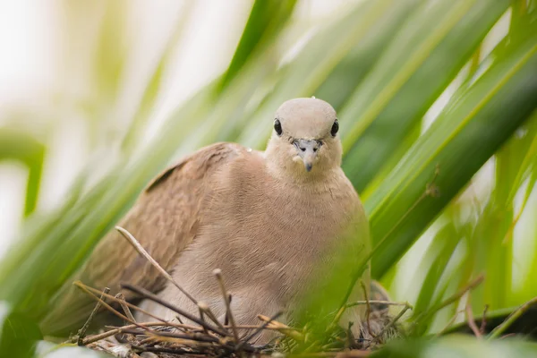 Taubenvogel sitzt im Nest auf einer Palme — Stockfoto