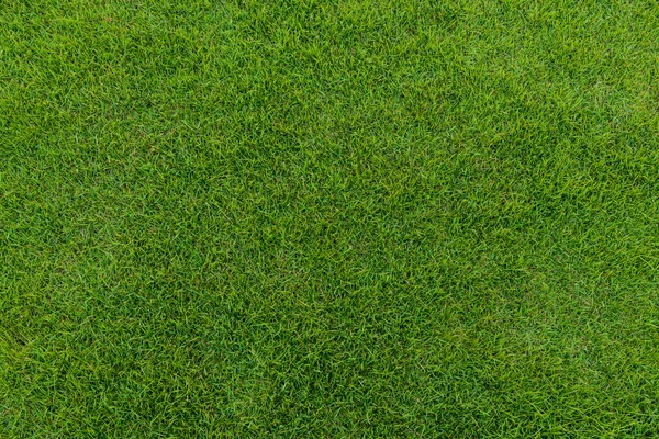 Green grass pattern from golf course at sunset tim — Stock Photo, Image