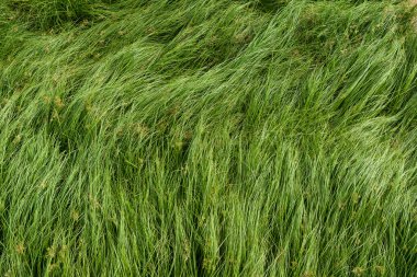 Somun çim, mor nutsedge, Nutsedge, Cocograss